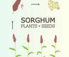 Free Sorghum Plant Vector