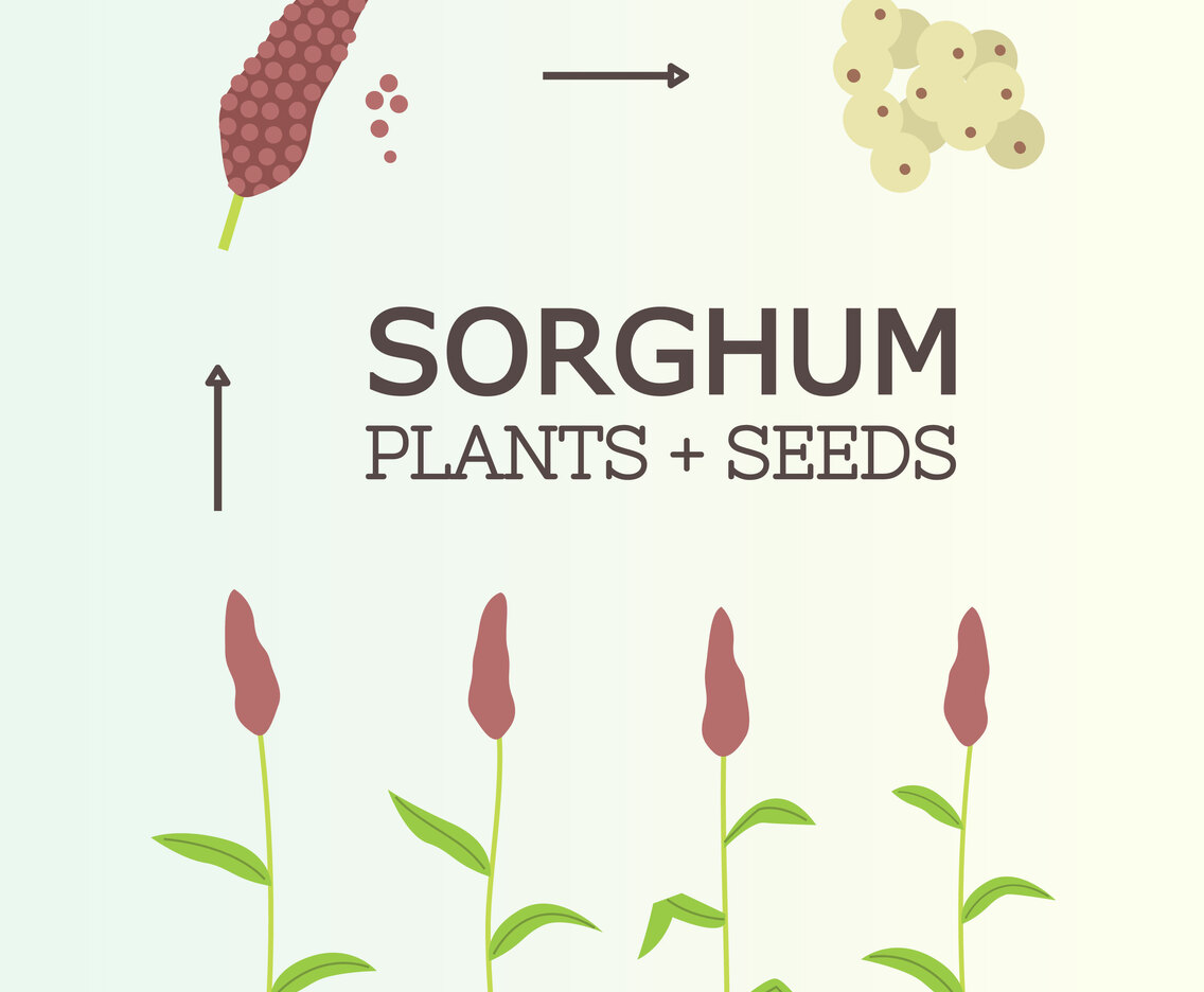 Free Sorghum Plant Vector