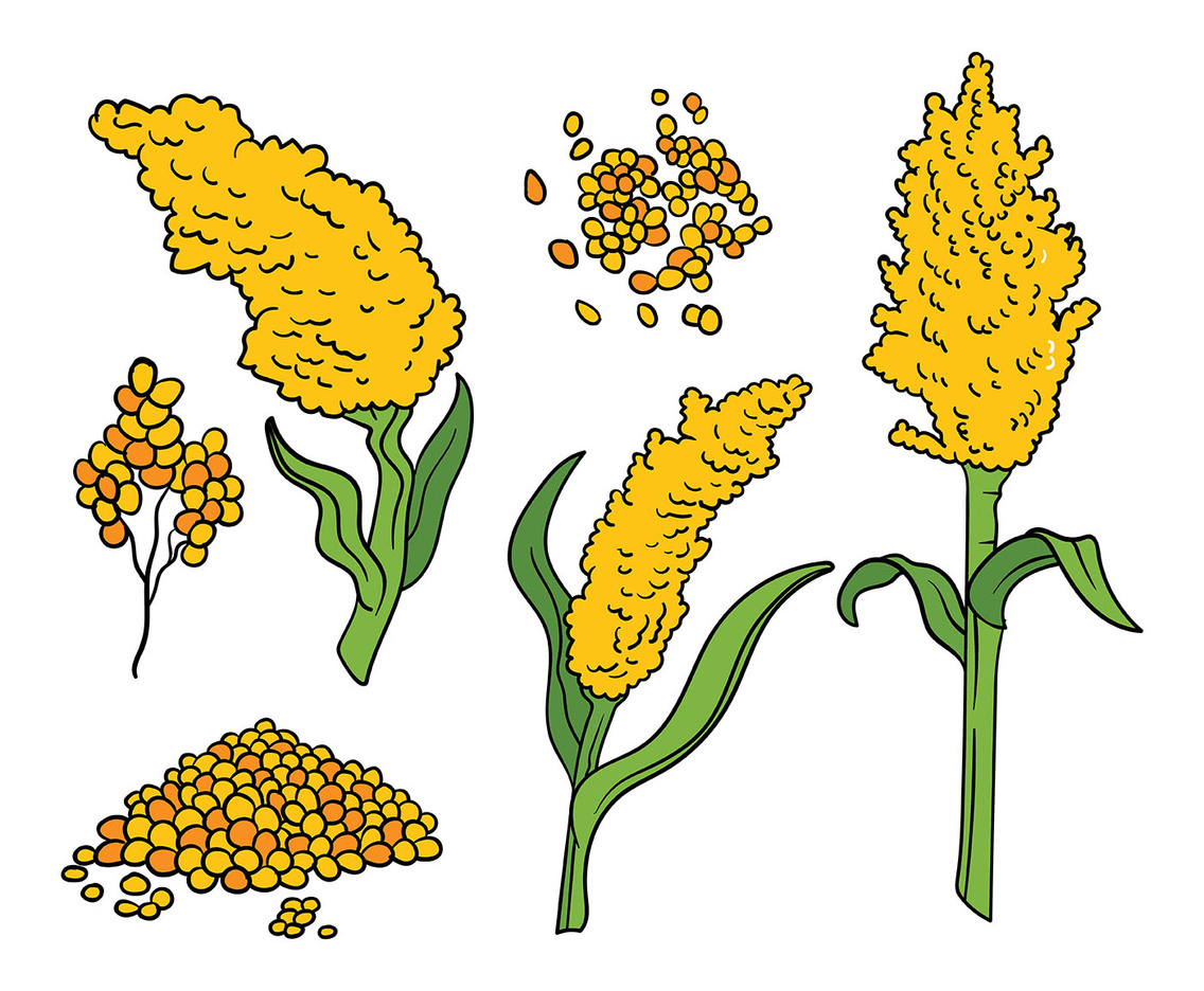 Sorghum Vector Icons