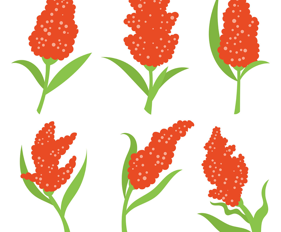 Sorghum Vector Icons
