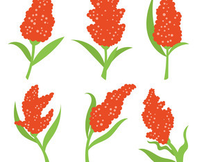 Sorghum Vector Icons