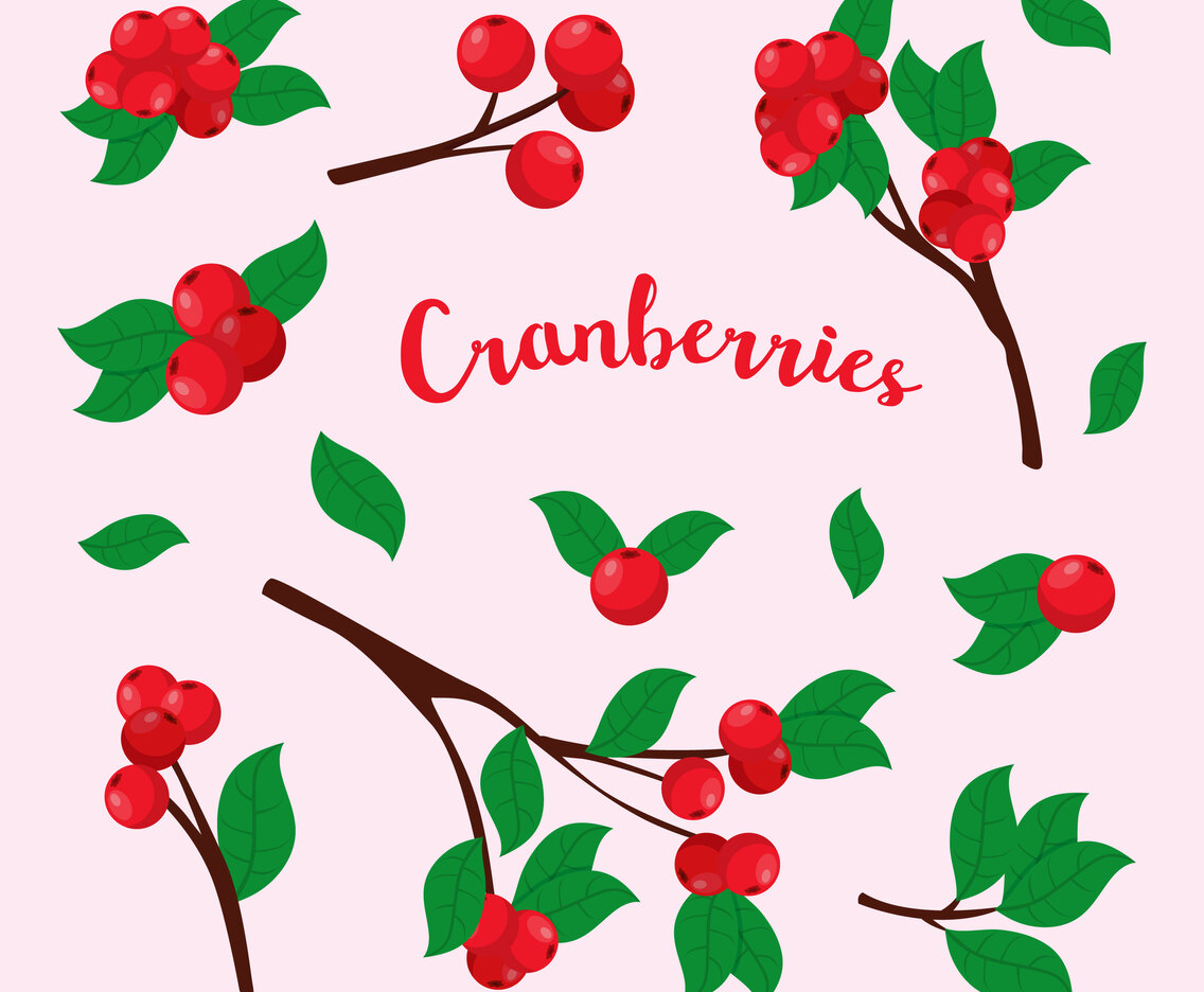 Cranberries Vector