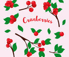 Cranberries Vector