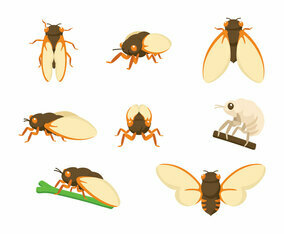 Cicada Vectors