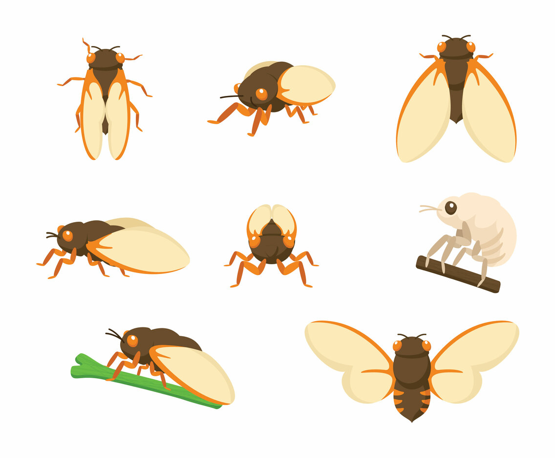 Cicada Vectors