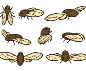 Cicada Vectors