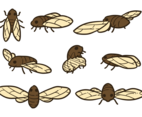 Cicada Vectors