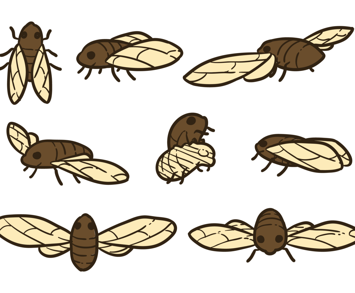 Cicada Vectors