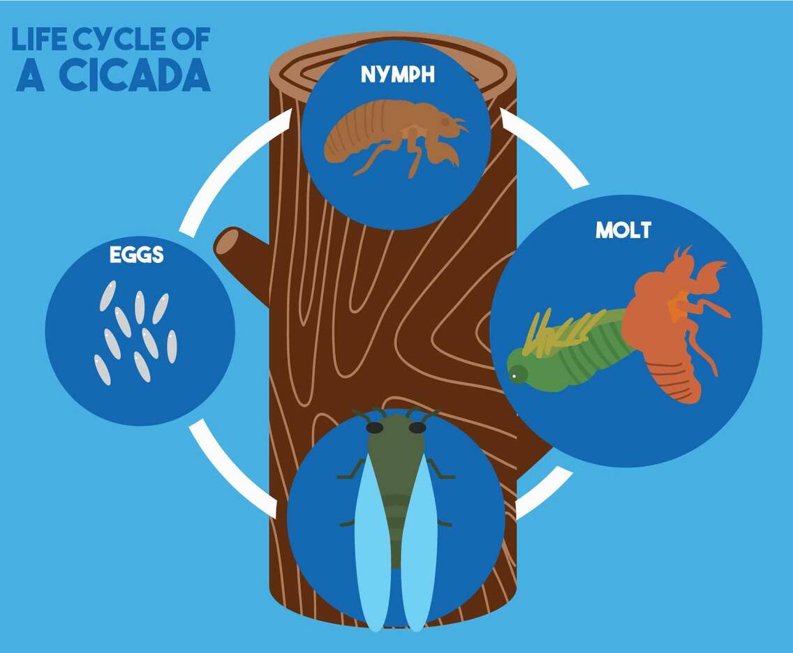 Cicada life cycle vector illustration