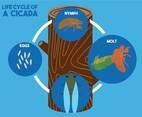 Cicada life cycle vector illustration