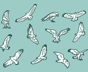 Buzzard Eagle Vector Icons