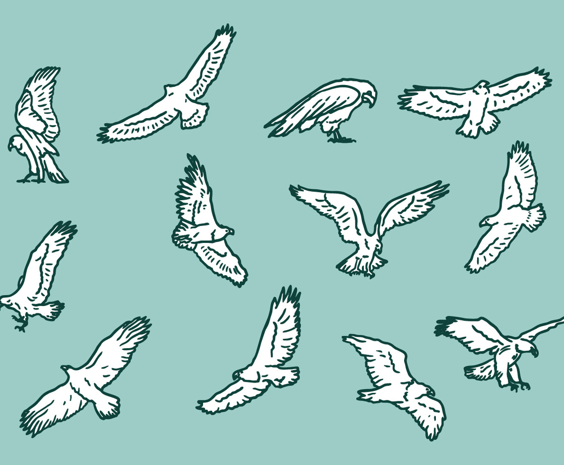 Buzzard Eagle Vector Icons