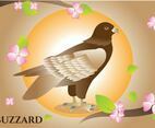 Buzzard illustration