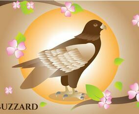 Buzzard illustration