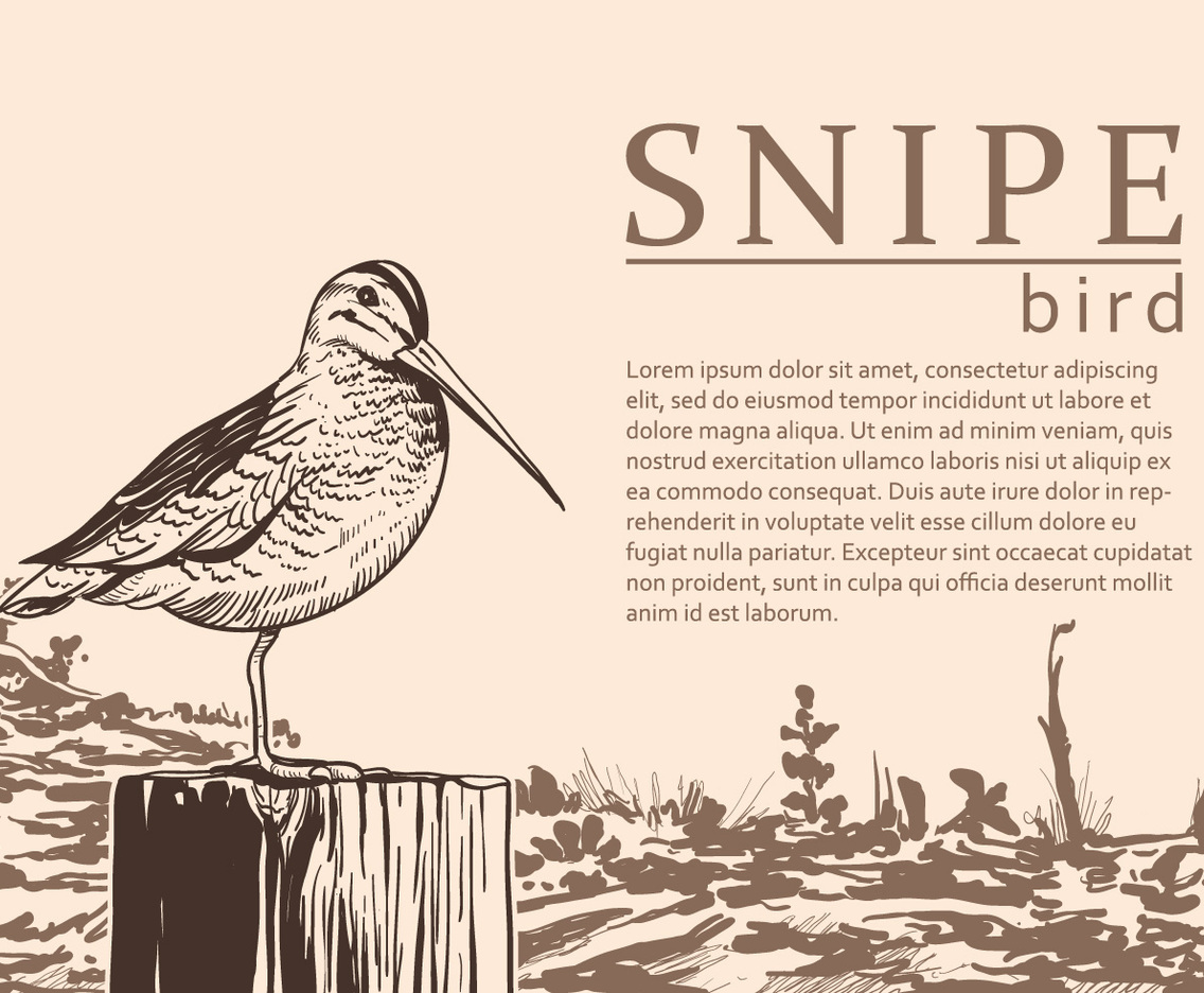 Snipe