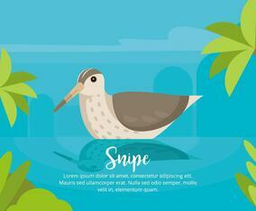 Snipe Illustration
