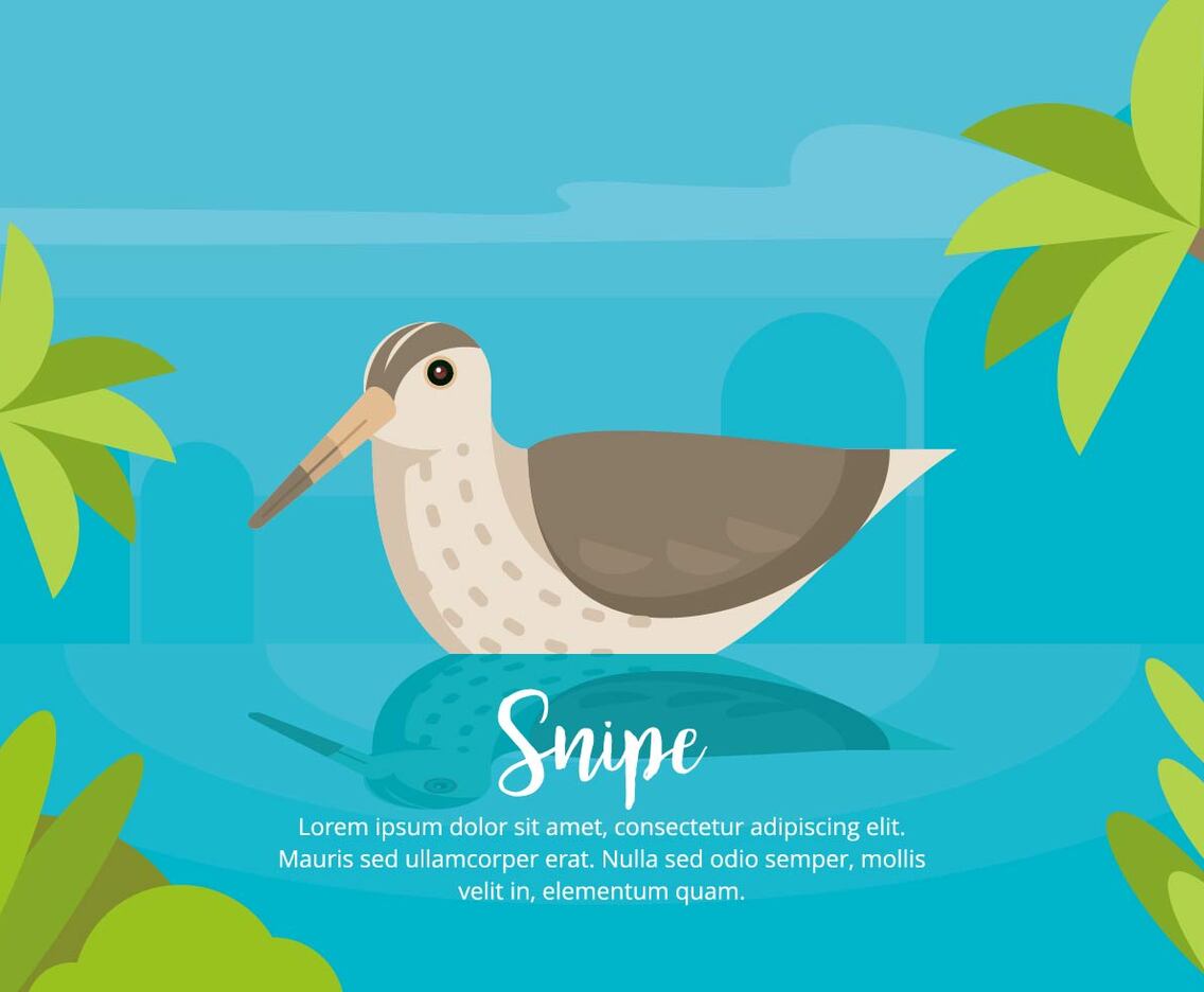 Snipe Illustration