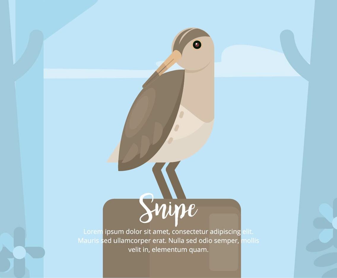 Snipe Illustration