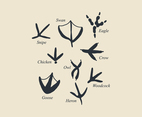 Birds' Footprints