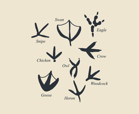 Birds' Footprints