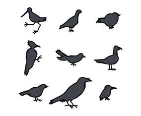 Silhouettes Of Birds