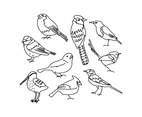 Birds Drawings