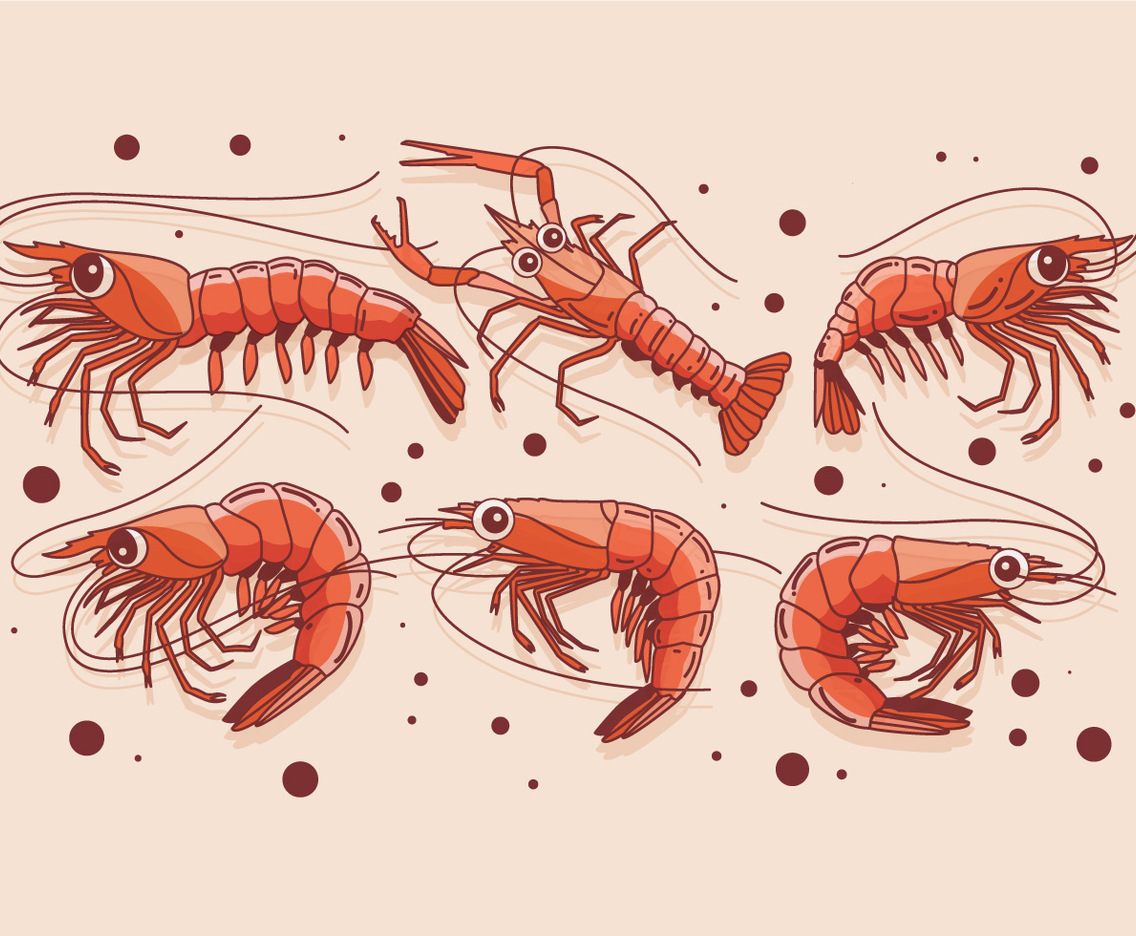 Prawns Vector