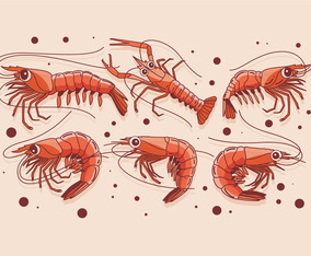 Prawns Vector