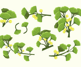 Ginkgo Vector