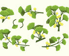 Ginkgo Vector