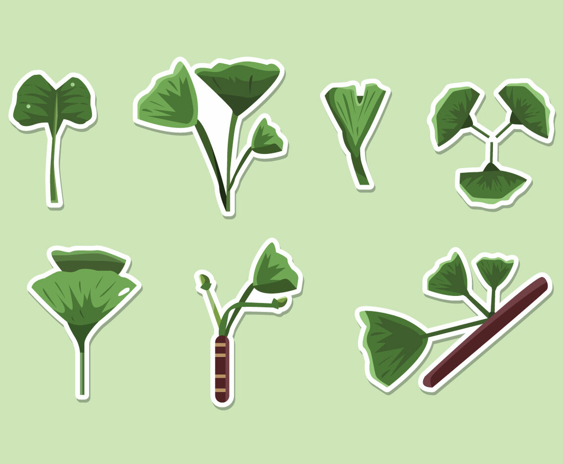 Ginkgo Vector
