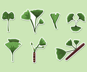 Ginkgo Vector