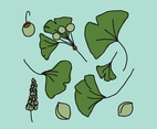 Ginkgo Leaves