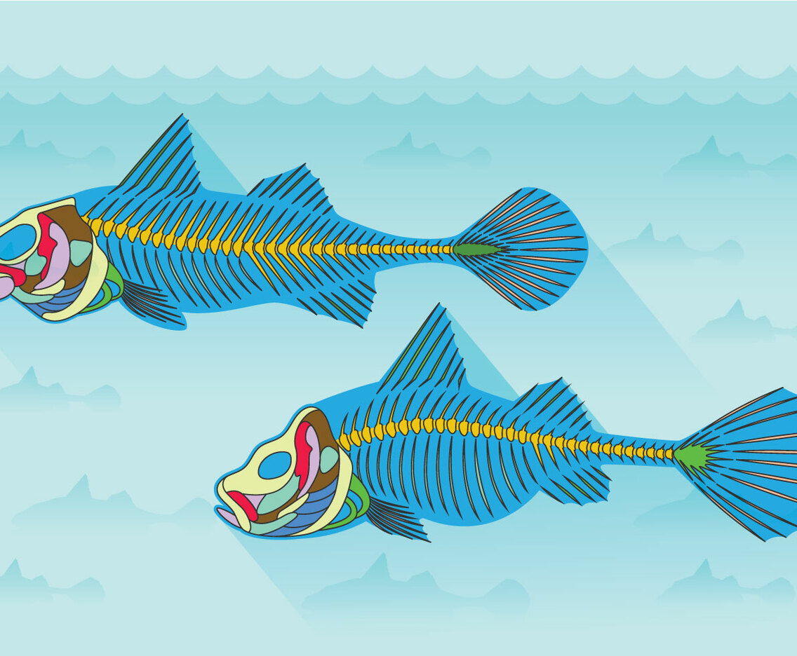 Fishbone Anatomy Vector