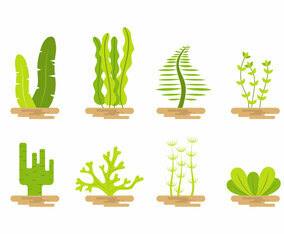 Seaweed Vector