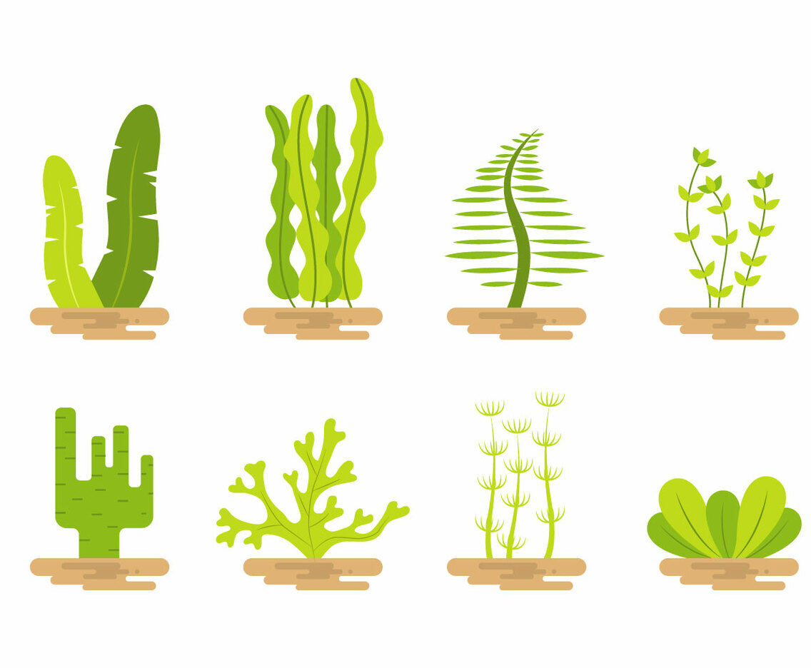 Seaweed Vector