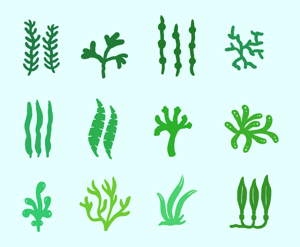 Sea Plants And Seaweed