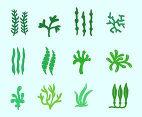 Sea Plants And Seaweed