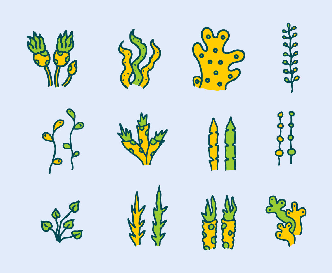 Sea Plants And Seaweed