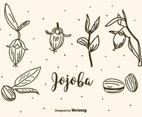 Jojoba Vector