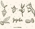 Jojoba Vector