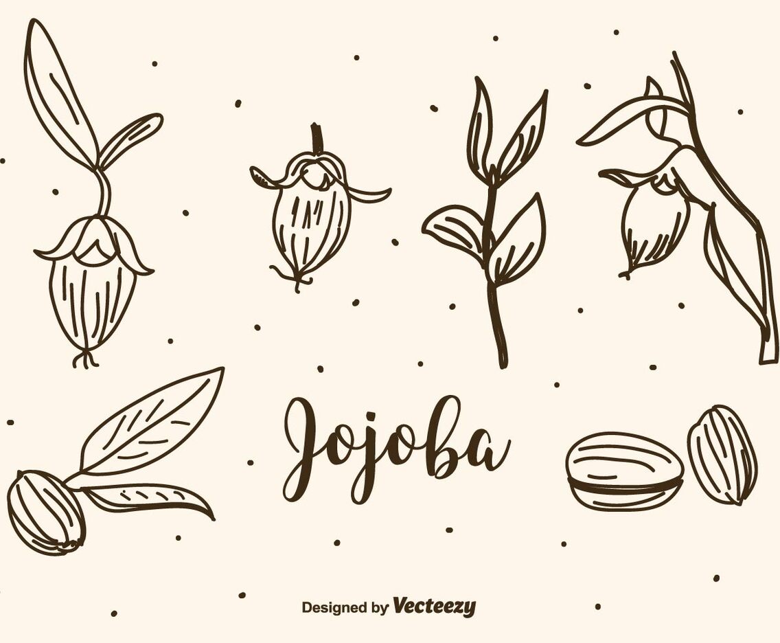 Jojoba Vector