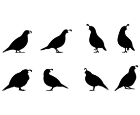 Standing Quail Silhouette Free Vector