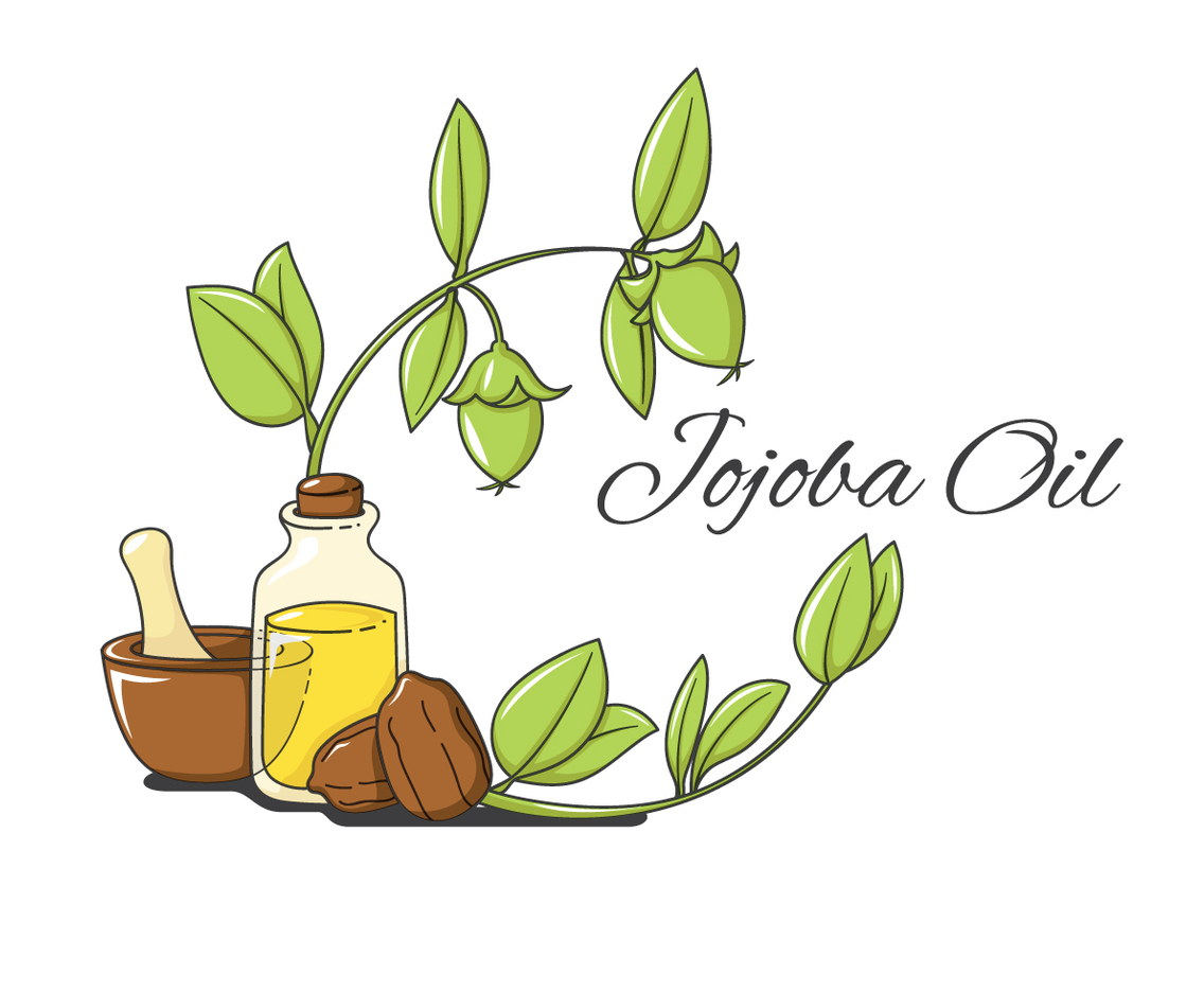 Jojoba Herbal Vector