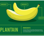 Plantain Vector