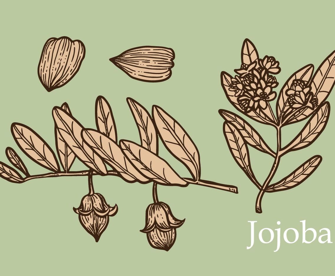 Jojoba Set Hand Drawn Vector
