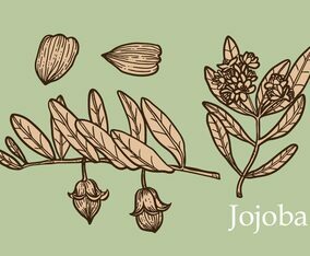 Jojoba Set Hand Drawn Vector