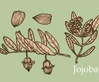 Jojoba Set Hand Drawn Vector
