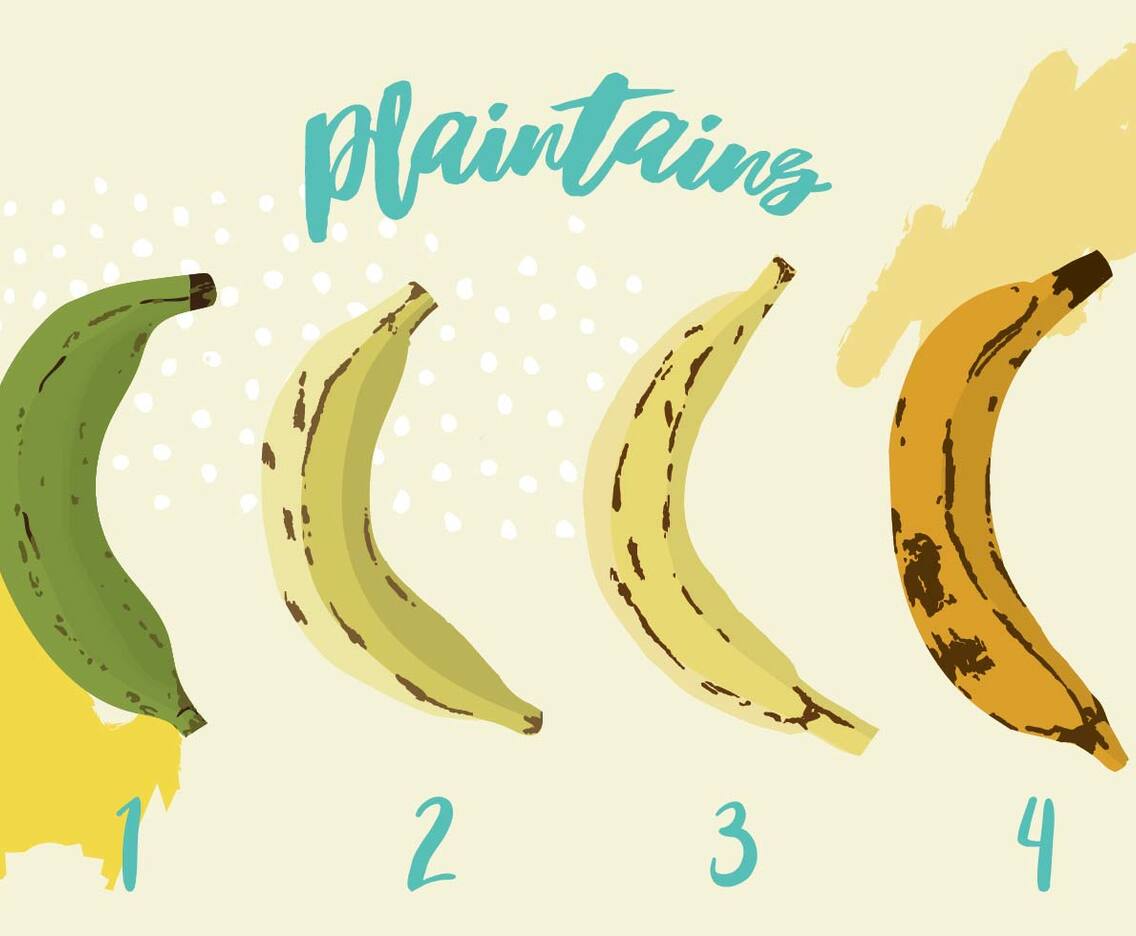 The Plaintain Proccess Vector