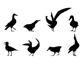Standing Albatross Silhouette Free Vector